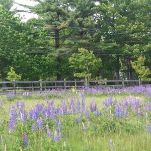 Meet your Posher, Ella